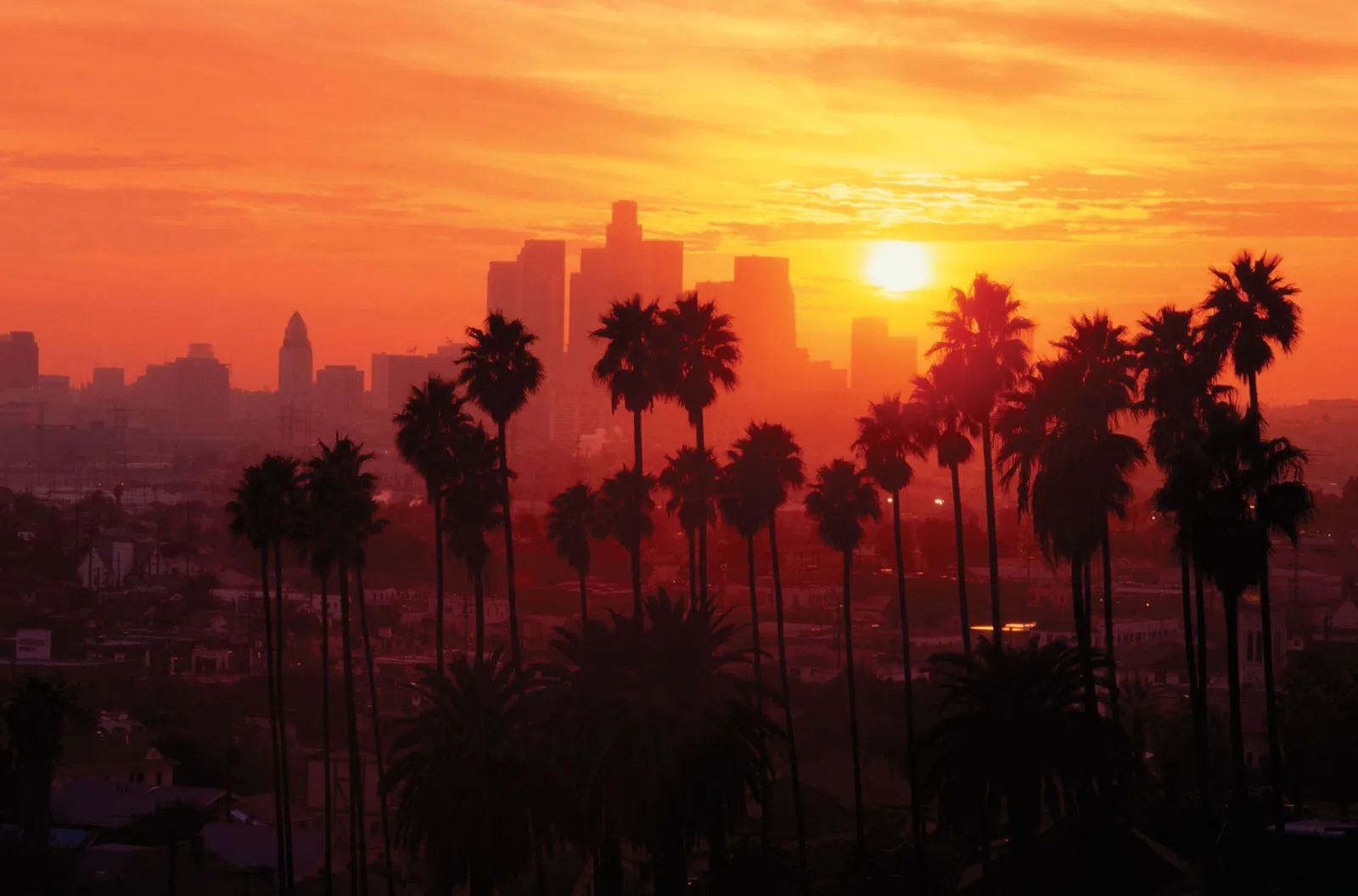 palm trees skyline los angeles background